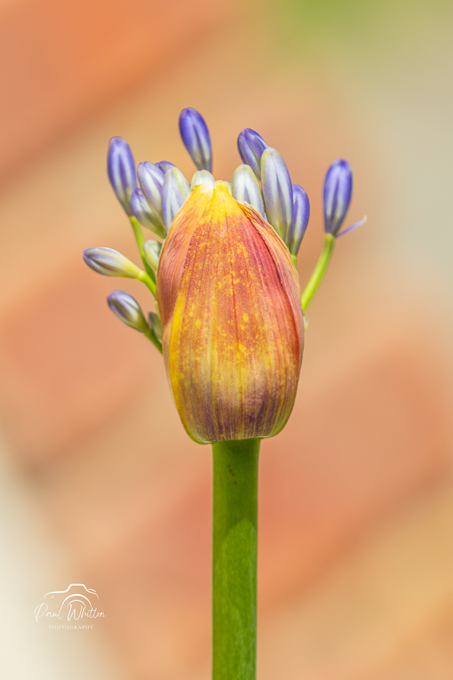 07 July - Tinnock Flower